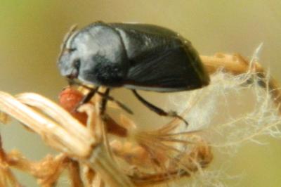 <i>Legnotus limbosus</i>