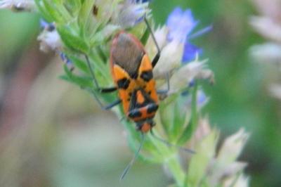 <i>Corizus hyoscyami</i>