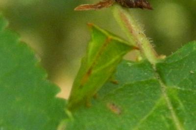 <i>Stictocephala alta</i>