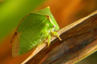 <i>Stictocephala alta</i>