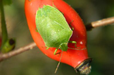<i>Nezara viridula</i>