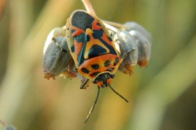 <i>Eurydema ornata</i>