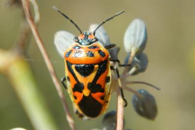 <i>Eurydema ornata</i>