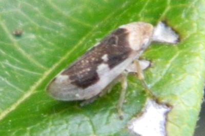 <i>Philaenus spumarius</i>