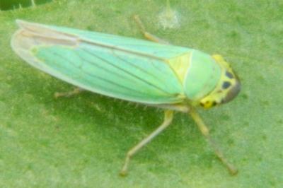 <i>Cicadella viridis</i>