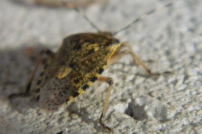 <i>Rhaphigaster nebulosa</i>