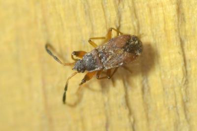 <i>Notochilus limbatus</i>