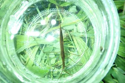 <i>Ranatra linearis</i>