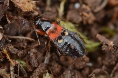 <i>Prostemma sanguineum</i>