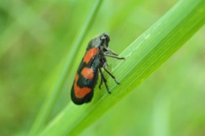 <i>Cercopis vulnerata</i>