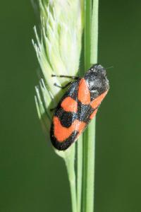 <i>Cercopis vulnerata</i>