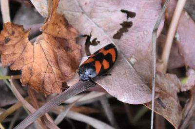 <i>Cercopis vulnerata</i>