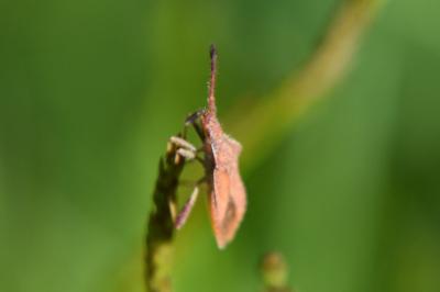 <i>Coriomeris denticulatus</i>