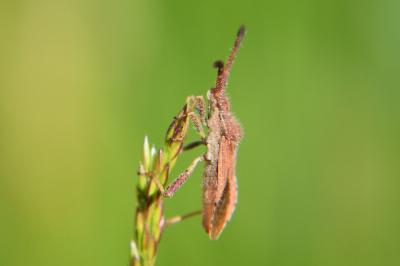 <i>Coriomeris denticulatus</i>