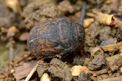 <i>Odontoscelis fuliginosa</i>