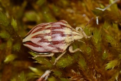 <i>Odontotarsus purpureolineatus</i>