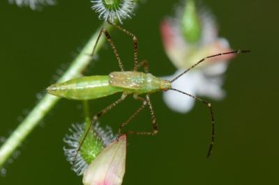 <i>Metatropis rufescens</i>
