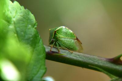 <i>Stictocephala alta</i>