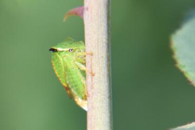 <i>Stictocephala alta</i>