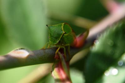 <i>Stictocephala alta</i>