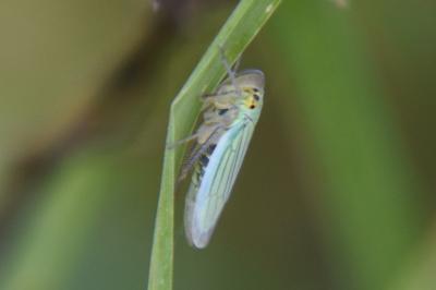 <i>Cicadella viridis</i>