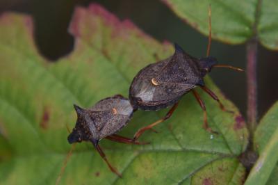 <i>Picromerus bidens</i>