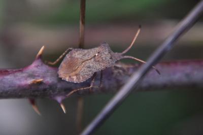 <i>Coreus marginatus</i>