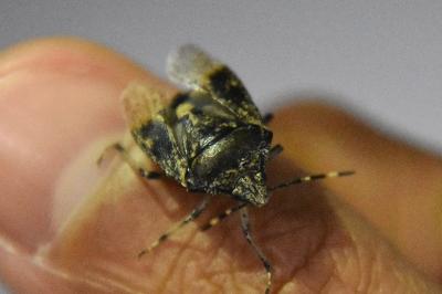 <i>Rhaphigaster nebulosa</i>