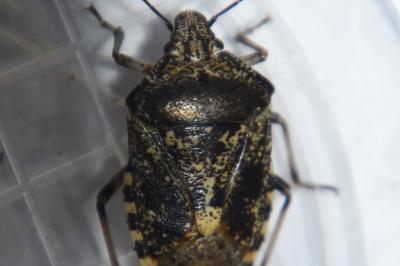 <i>Rhaphigaster nebulosa</i>