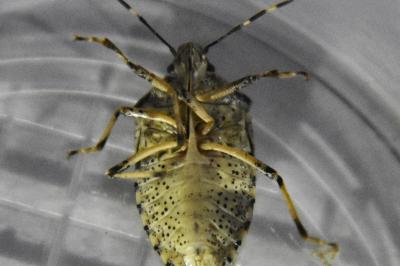 <i>Rhaphigaster nebulosa</i>