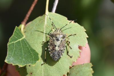 <i>Rhaphigaster nebulosa</i>