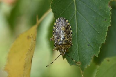 <i>Rhaphigaster nebulosa</i>