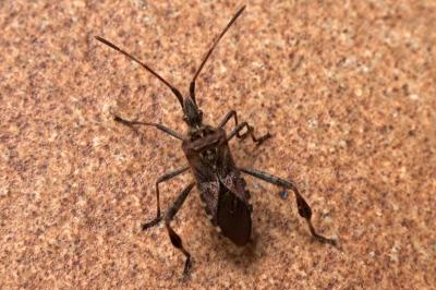 <i>Leptoglossus occidentalis</i>
