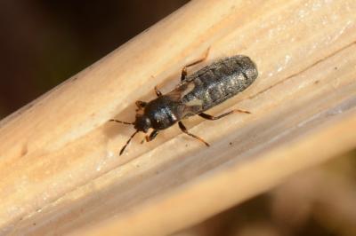 <i>Dimorphopterus spinolae</i>