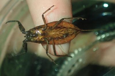 <i>Nepa cinerea</i>