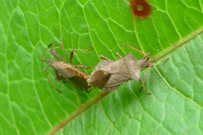Coreus marginatus