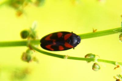 <i>Cercopis vulnerata</i>