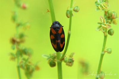 <i>Cercopis vulnerata</i>