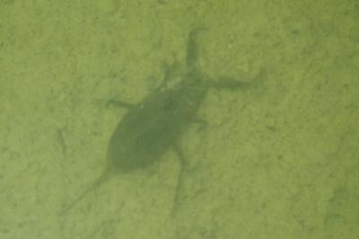 <i>Nepa cinerea</i>