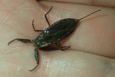 <i>Nepa cinerea</i>