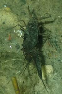 <i>Nepa cinerea</i>