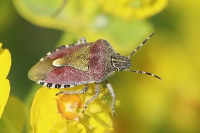 <i>Dolycoris baccarum</i>
