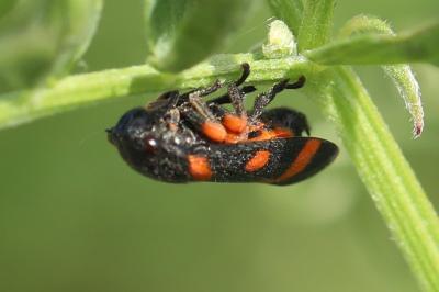 <i>Cercopis intermedia</i>