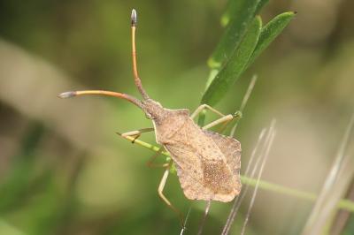 <i>Syromastus rhombeus</i>