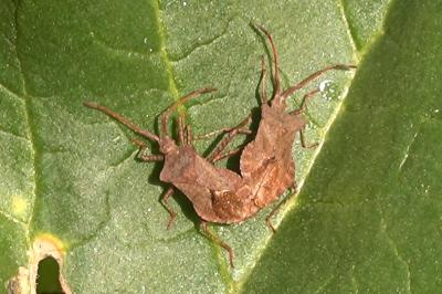 <i>Coreus marginatus</i>