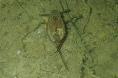 <i>Nepa cinerea</i>