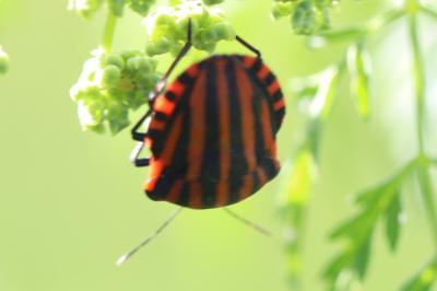 <i>Graphosoma italicum</i>