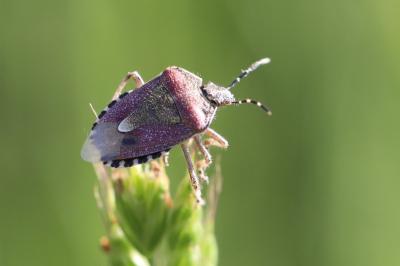 <i>Dolycoris baccarum</i>