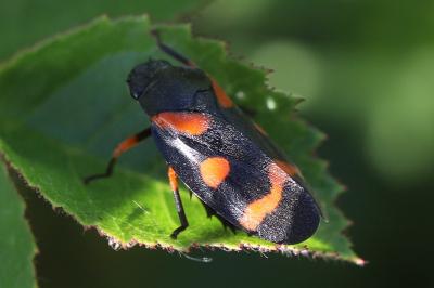 <i>Cercopis intermedia</i>