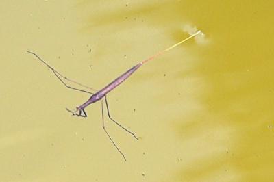 <i>Ranatra linearis</i>